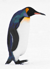 Identify this animal to prove you are a human and not a spammer.