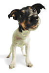 Identify this animal to prove you are a human and not a spammer.