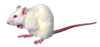 Identify this animal to prove you are a human and not a spammer.