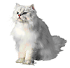 Identify this animal to prove you are a human and not a spammer.